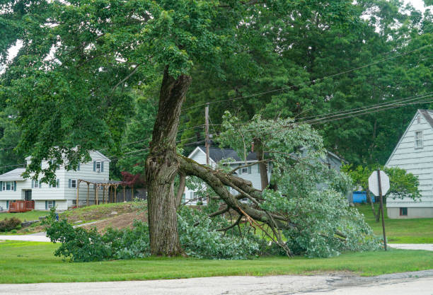 Best Leaf Removal  in Fair Plain, MI